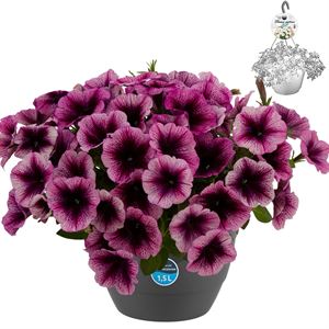 Afbeelding van HP27 Petunia Purple veins